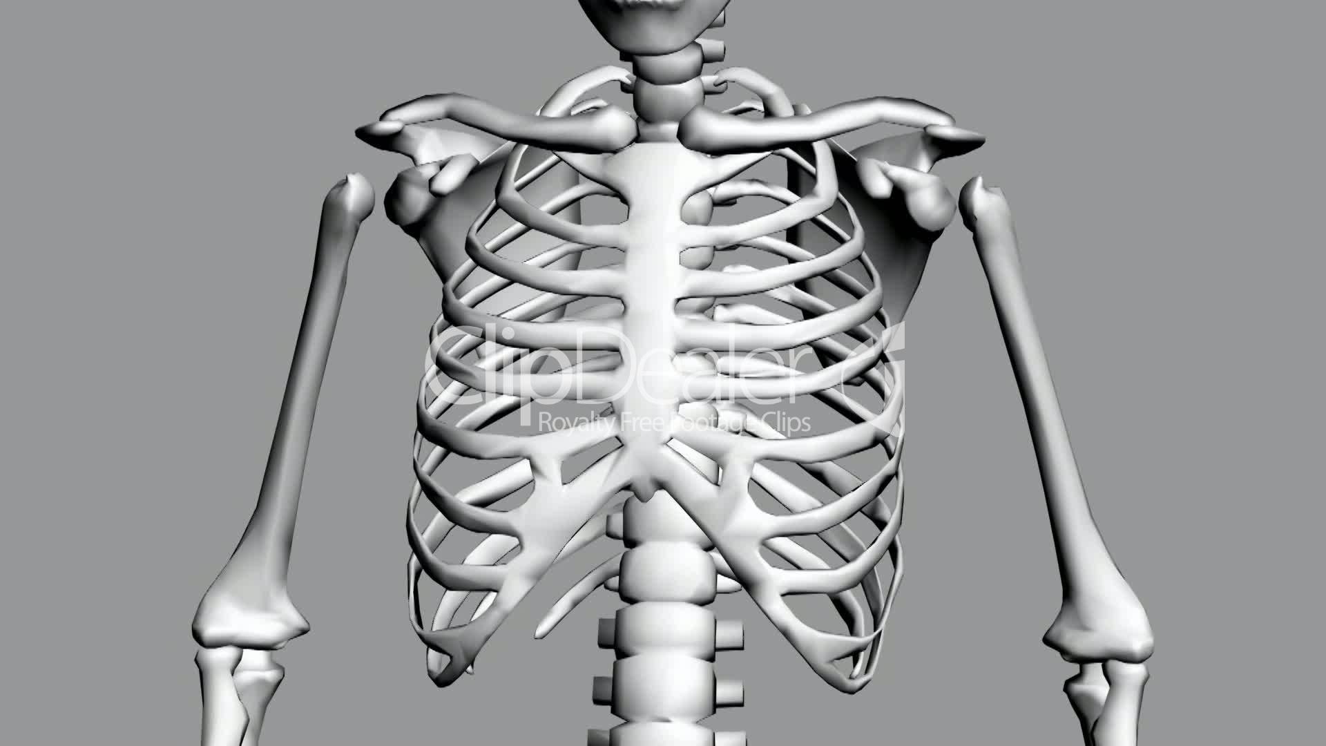 Rotation of 3D skeleton.ribs,chest,anatomy,human,medical,body,skull